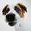 friendly_dog