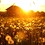 sunflowe365s