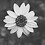ThE_ONEForYou
